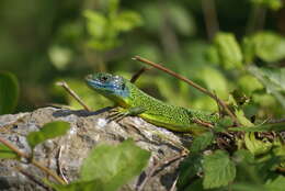 Image of Western Green Lizard