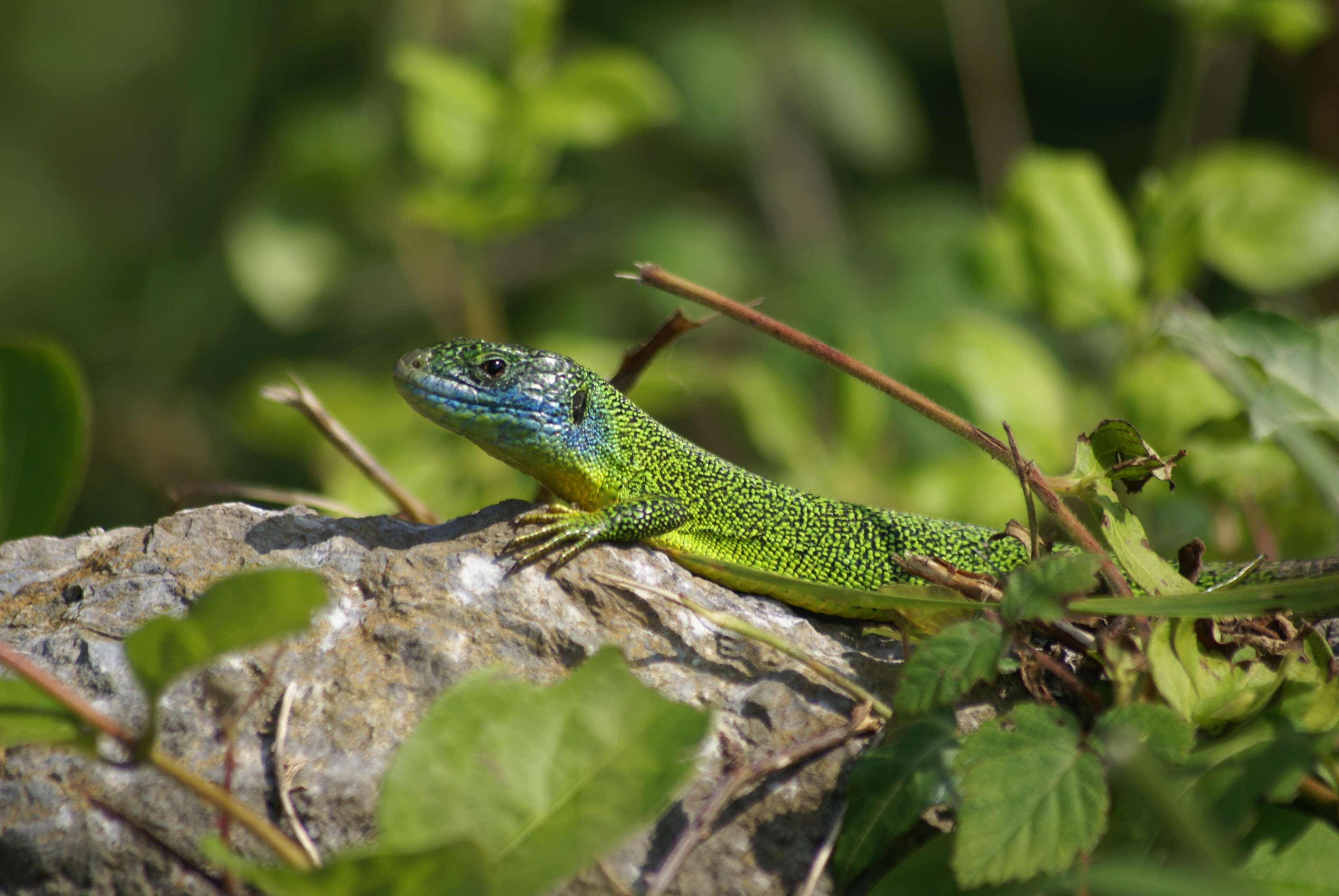 Image of Western Green Lizard