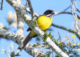 Imagem de Atlapetes albofrenatus (Boissonneau 1840)