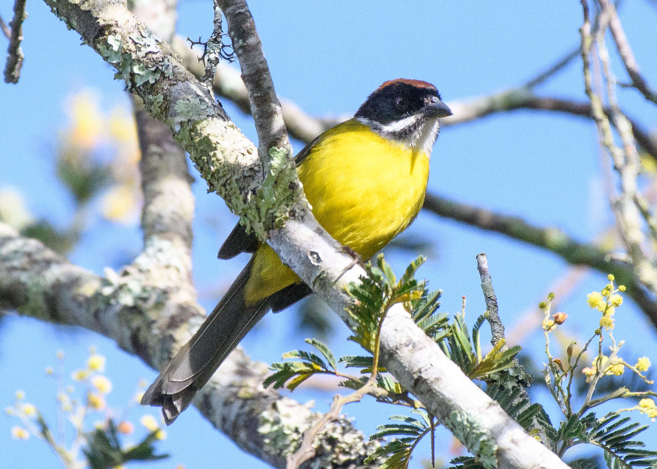 Imagem de Atlapetes albofrenatus (Boissonneau 1840)