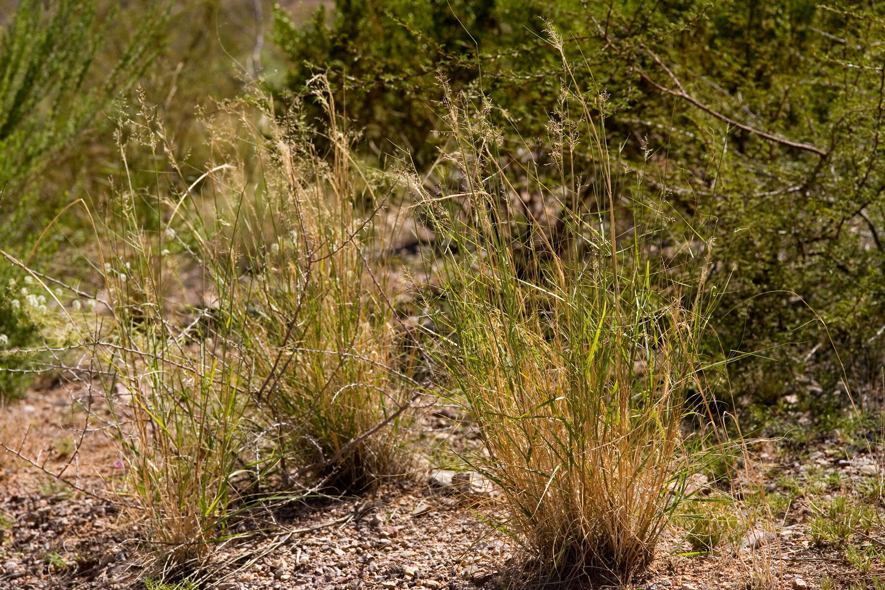 Image of mesa dropseed