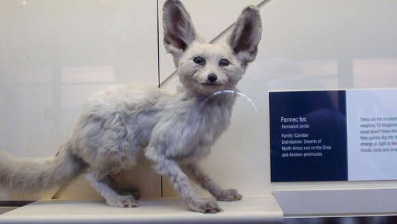 Image of Fennec Fox