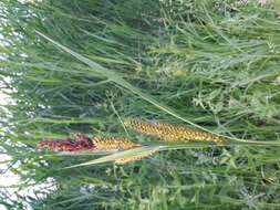 Image of Greater Pond-Sedge