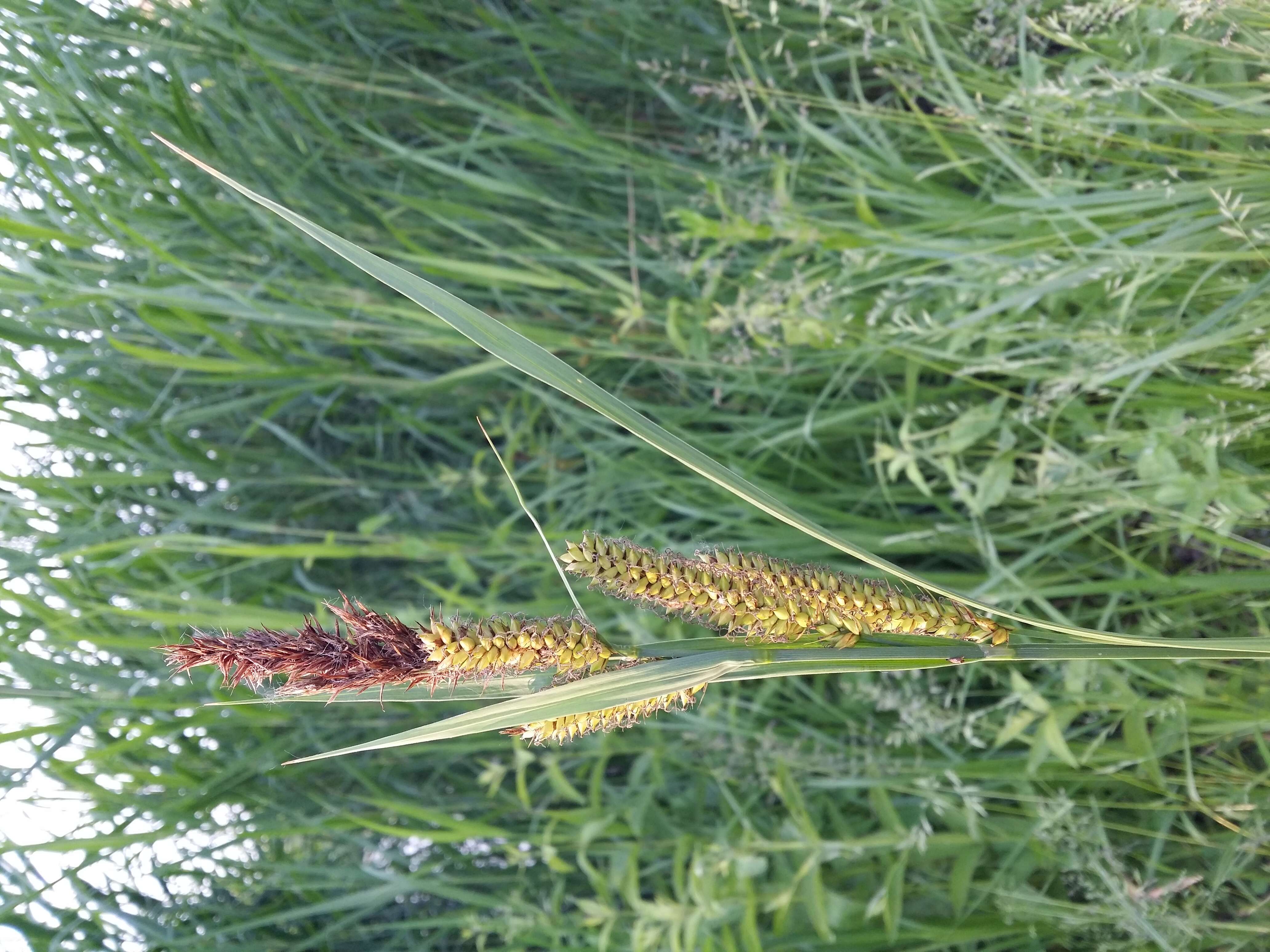 Image of Greater Pond-Sedge