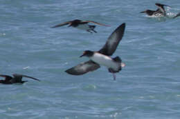 Image of Hutton's Shearwater