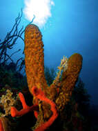 Image of Yellow tube sponge