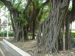 Image de Ficus microcarpa L. fil.