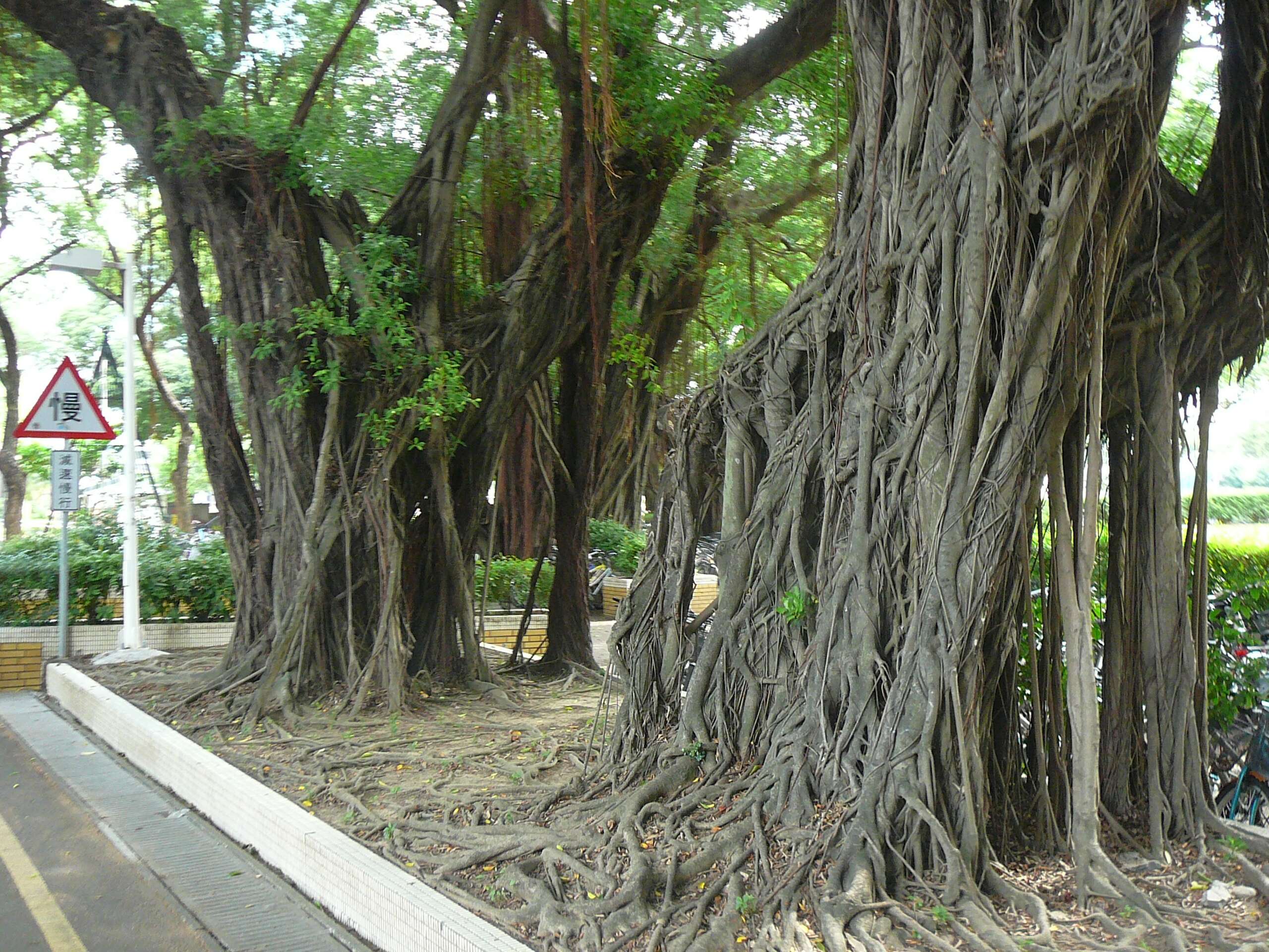 Image of Chinese banyan