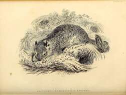 Image of Otospermophilus Brandt 1844