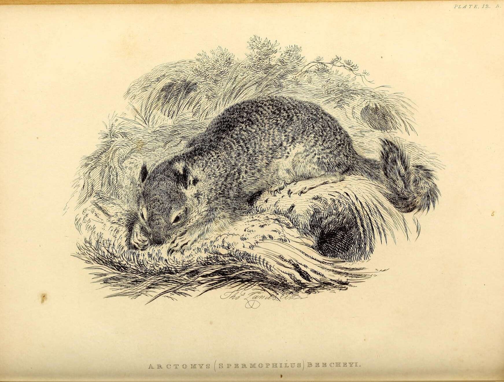 Plancia ëd Otospermophilus Brandt 1844