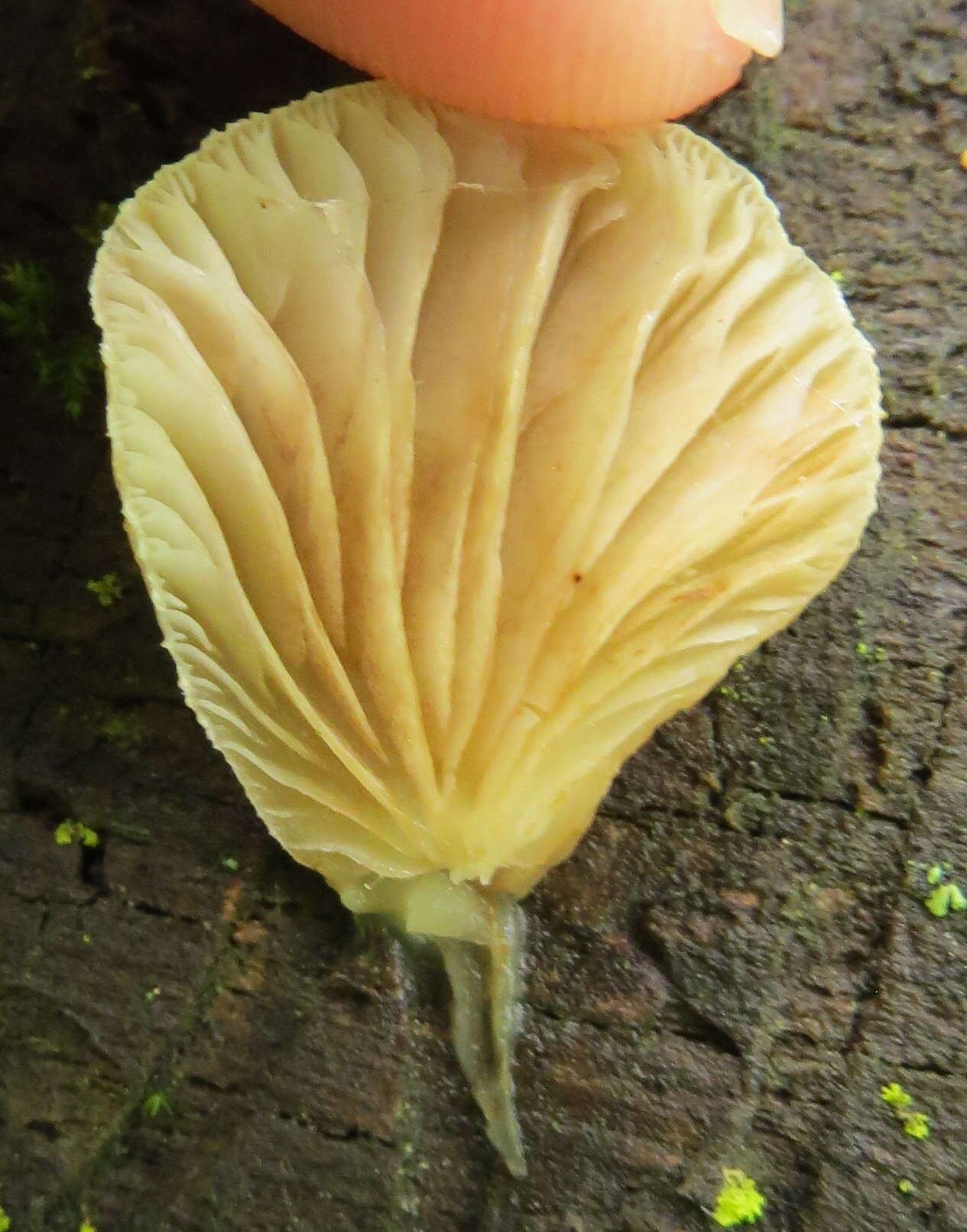 Image of Crepidotus mollis (Schaeff.) Staude 1857