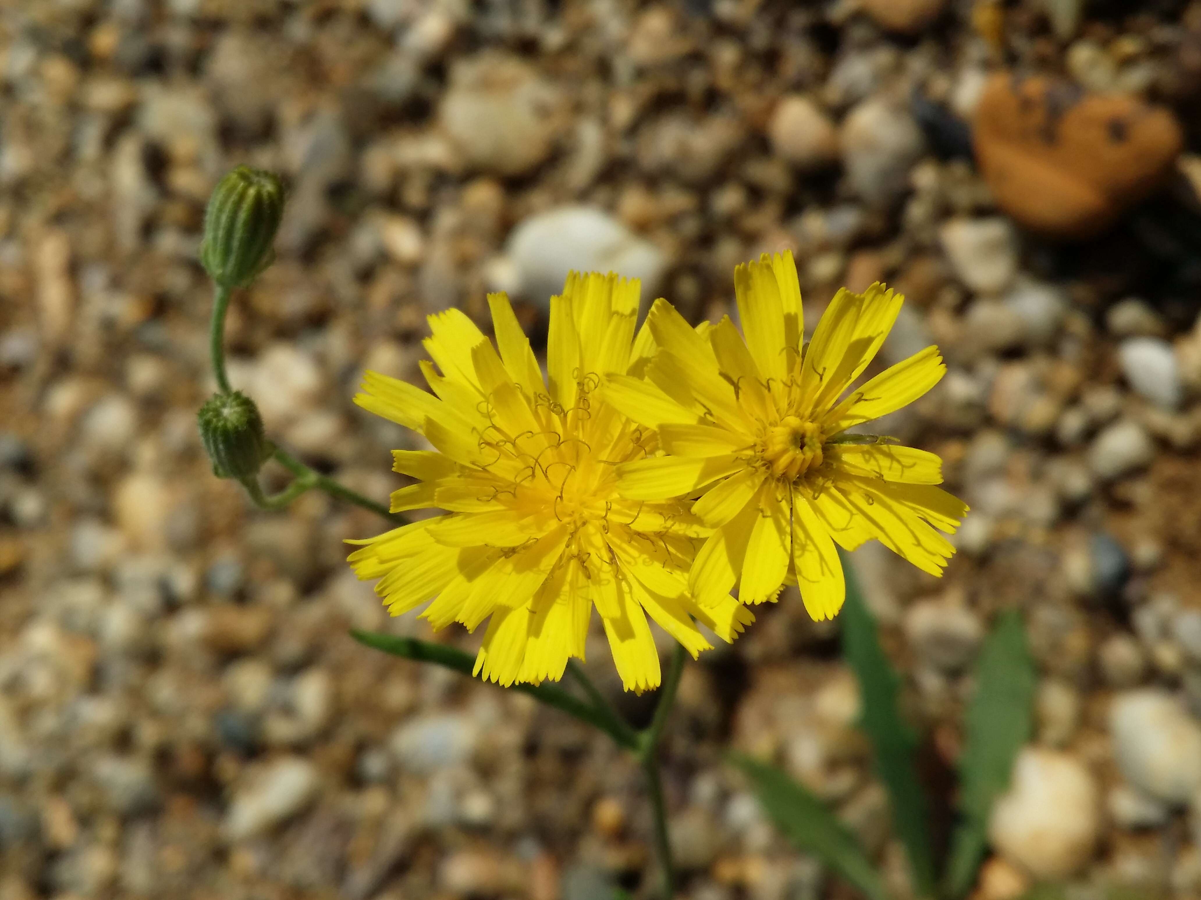 Image of narrowleaf hawksbeard