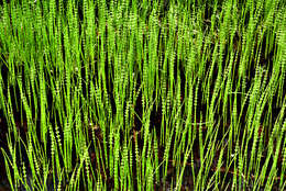 Image of Water Horsetail