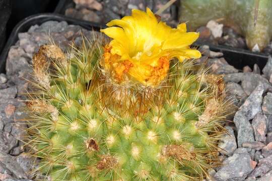 Image of Parodia chrysacanthion (K. Schum.) Backeb.