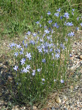 صورة Wahlenbergia capillaris (G. Lodd.) G. Don