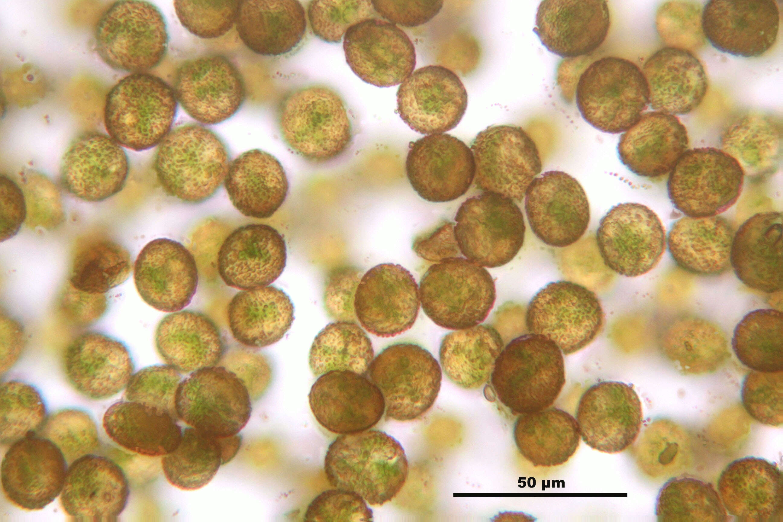 Image of distichium moss