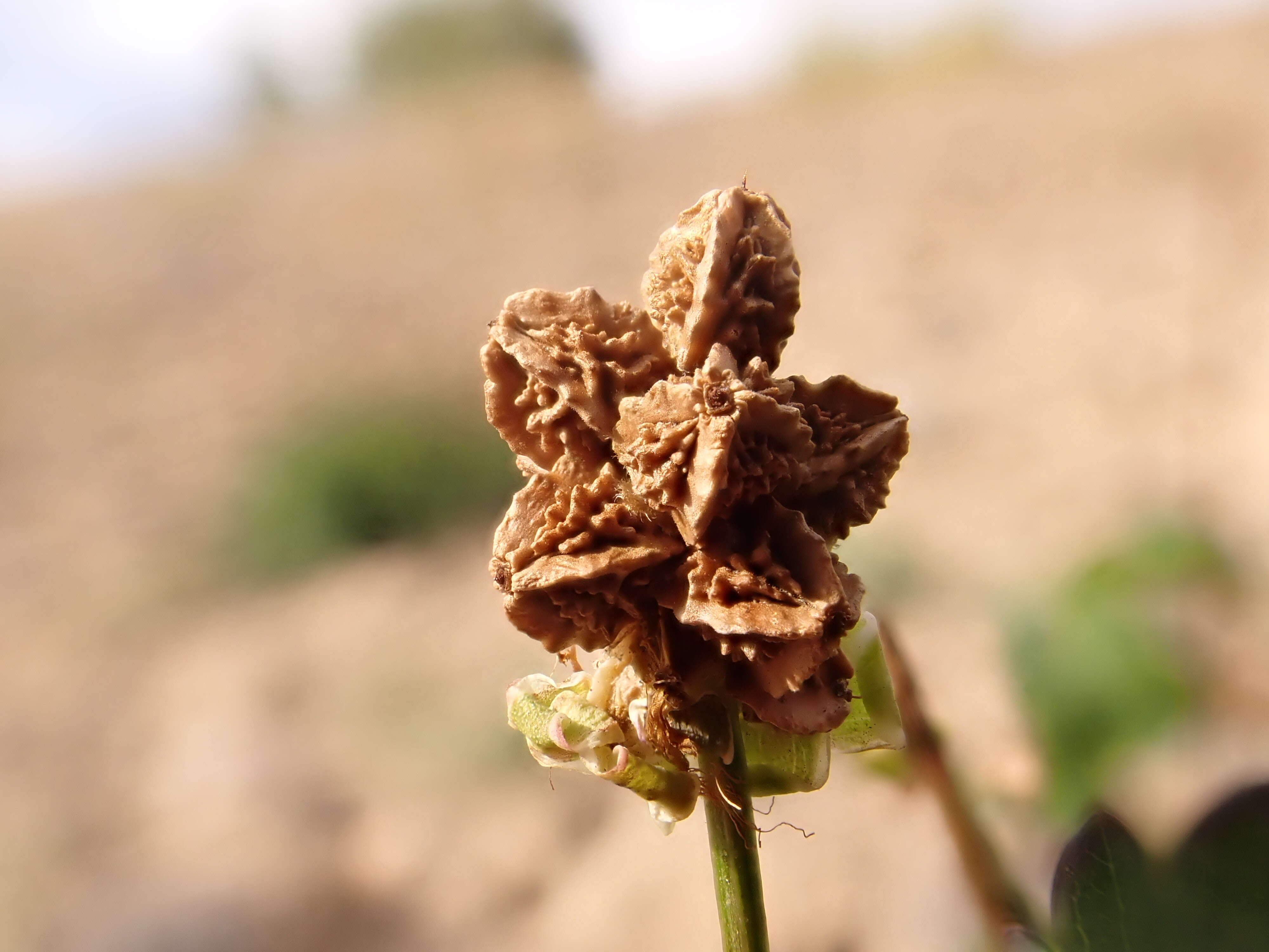 Poterium sanguisorba L.的圖片