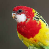 Image of Eastern Rosella