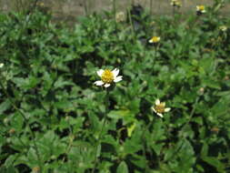 Image de Tridax procumbens L.