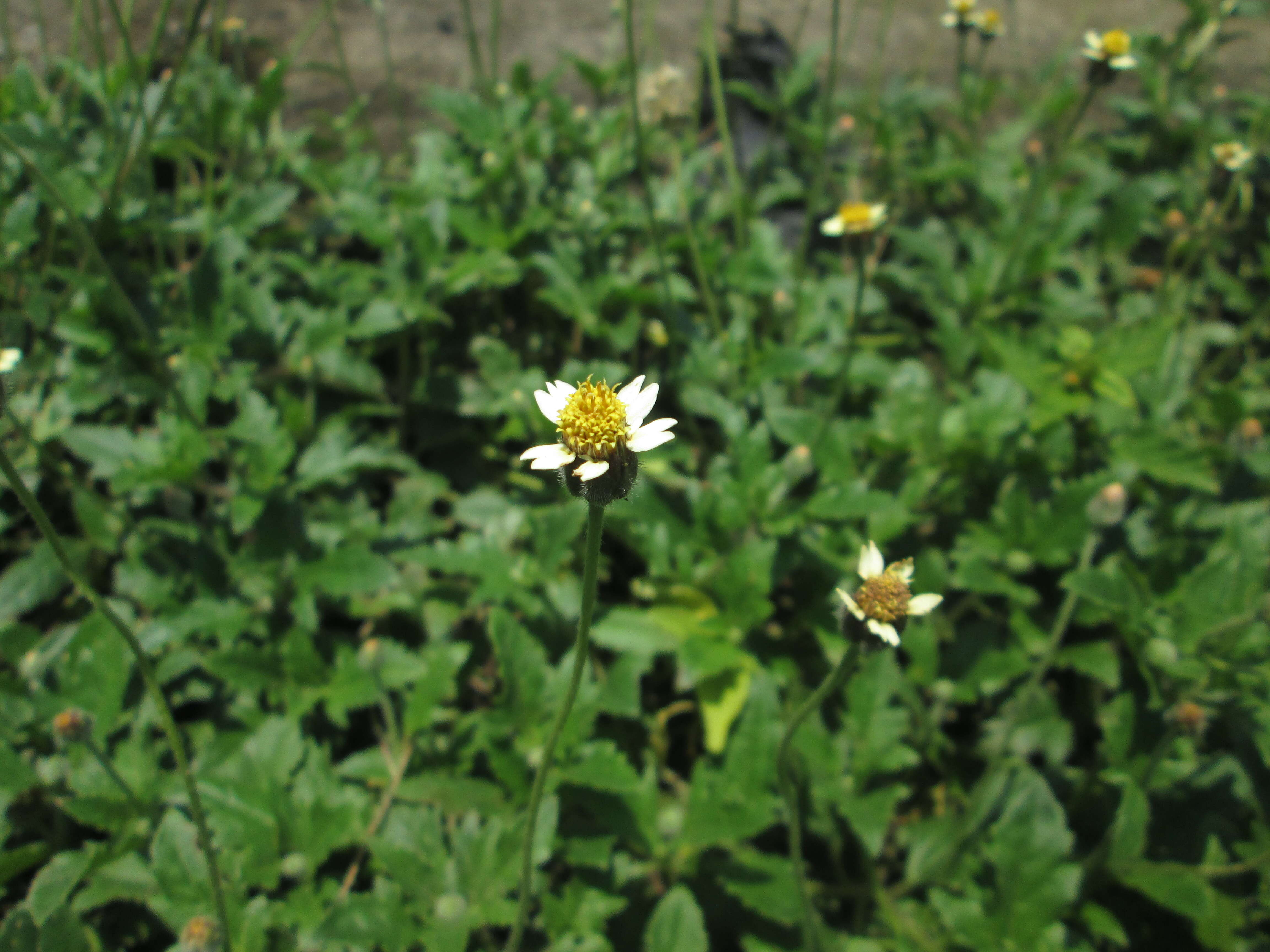 Image de Tridax procumbens L.