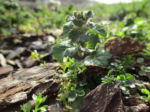 Image of common henbit