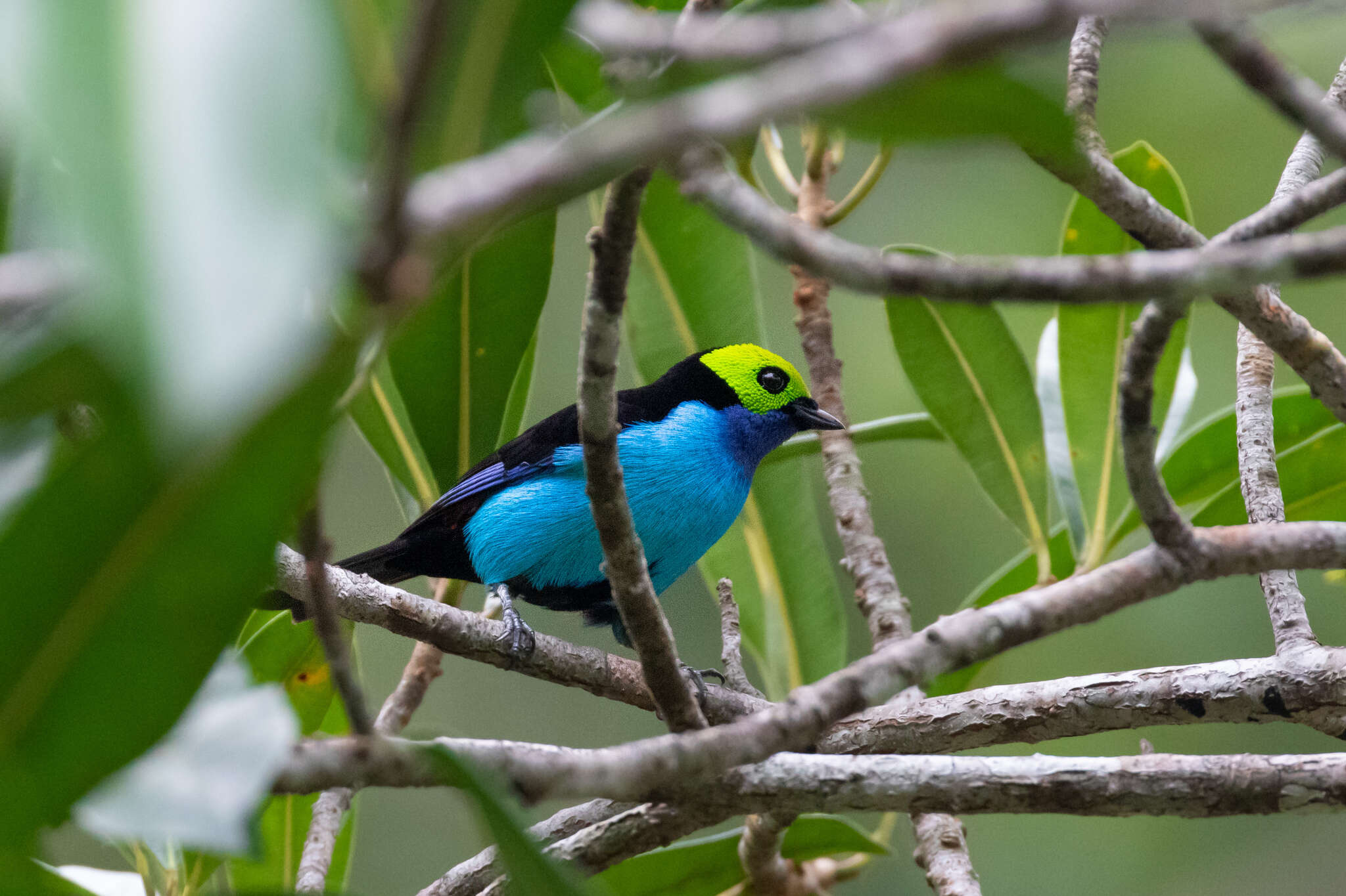 Image of Paradise Tanager