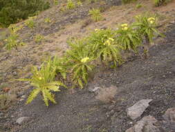 Image of Sonchus canariensis (Sch. Bip.) Boulos