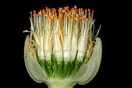 Imagem de Haemanthus albiflos Jacq.