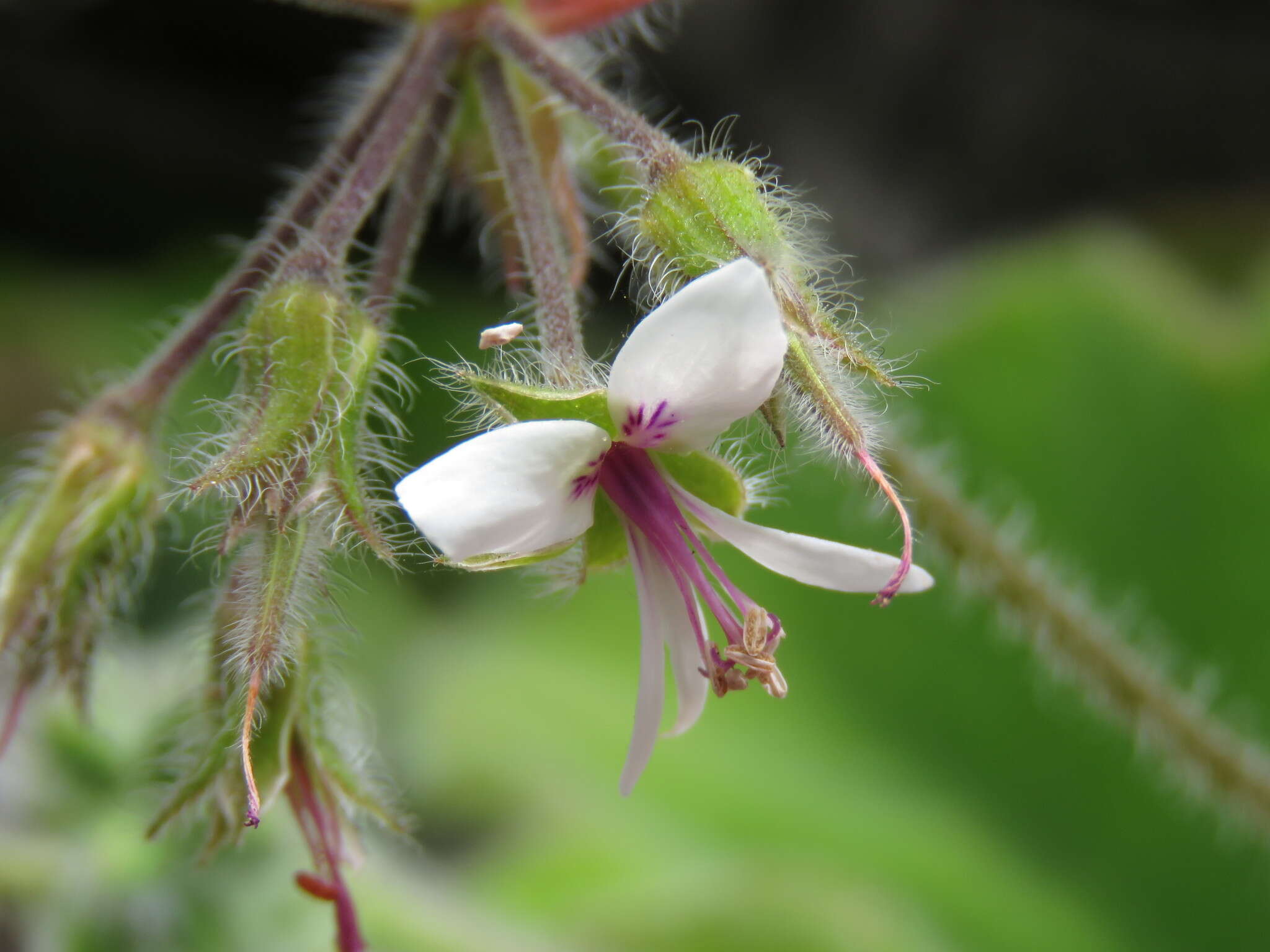 Image of Pelargonium tomentosum Jacq.