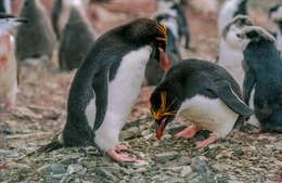 Image of Macaroni Penguin