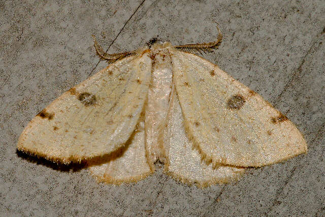 Image of Sulphur Moth