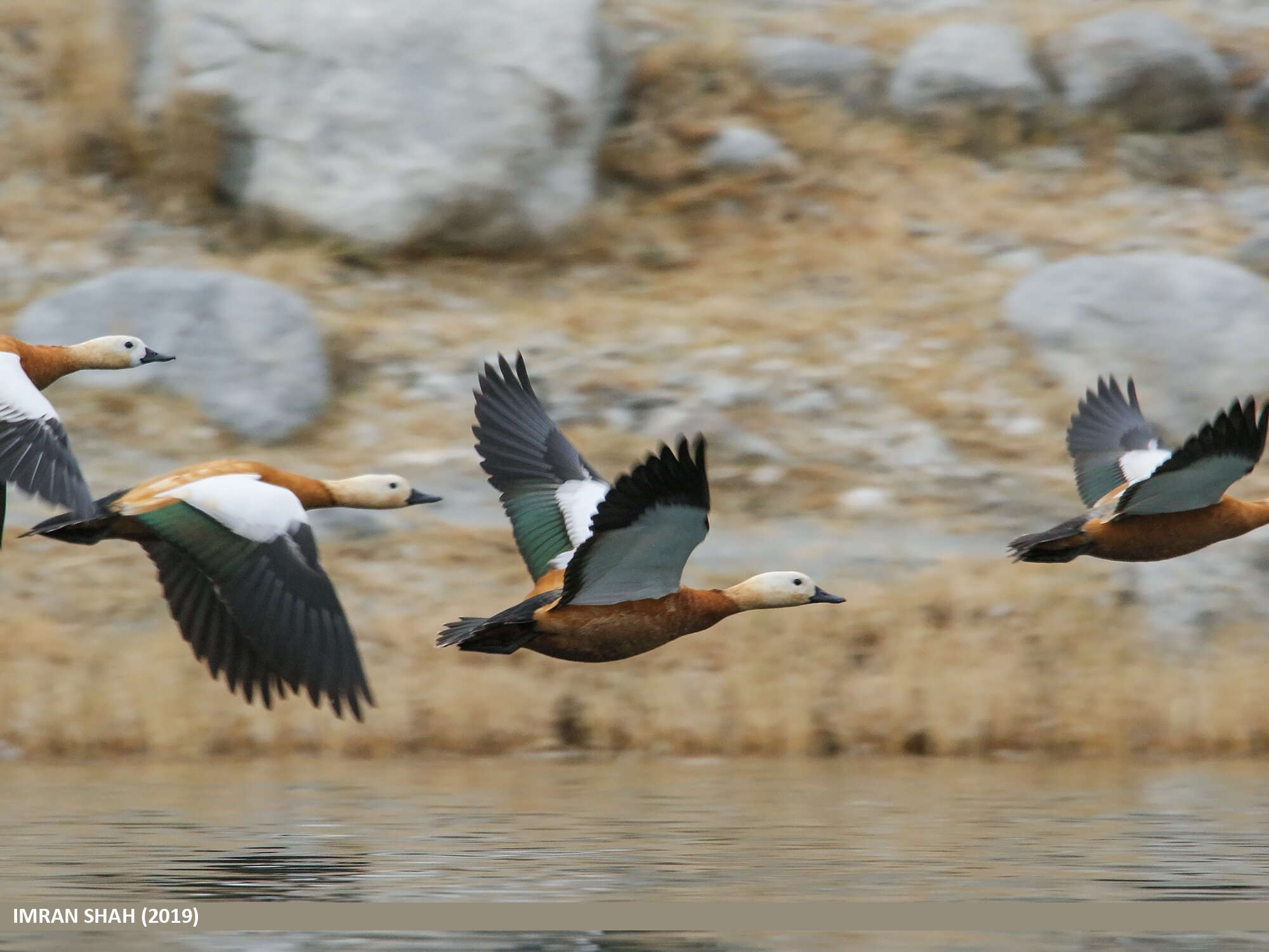 Image of Ruddy Shelduck