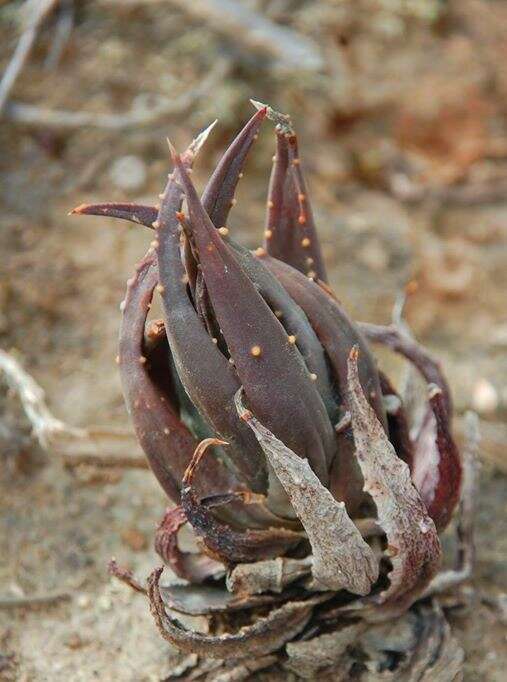 Image of Tulista pumila (L.) G. D. Rowley