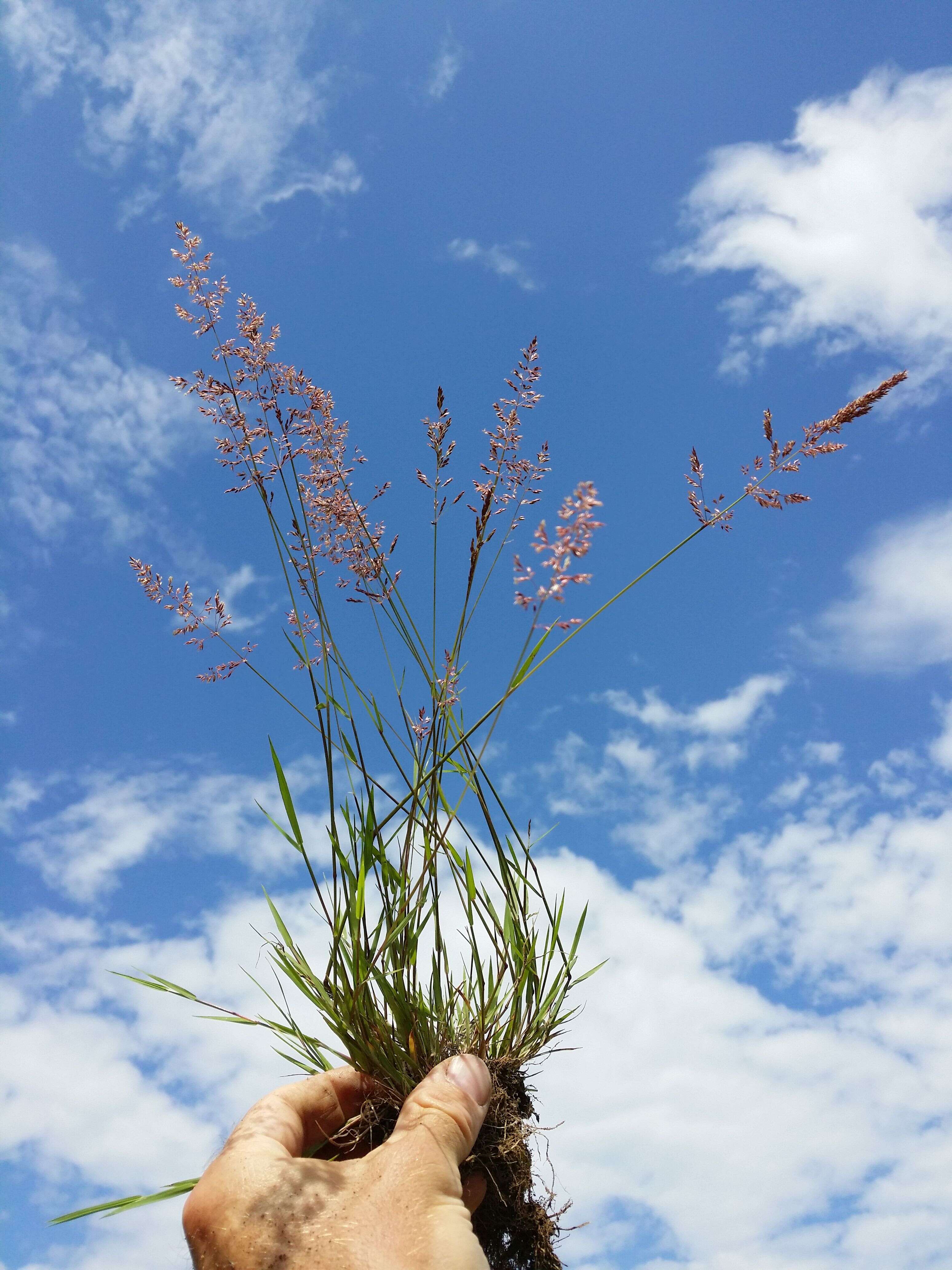 Image of creeping bentgrass