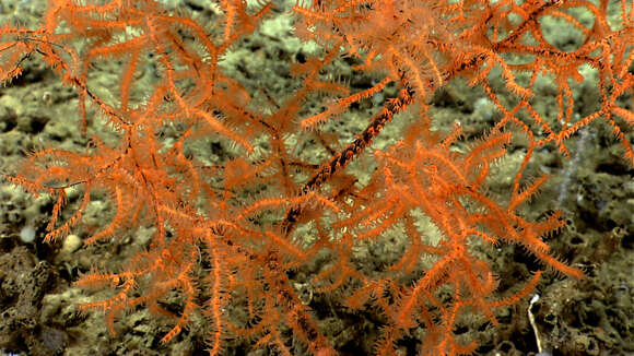 Image of Black coral