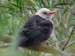 Image de Bulbul noir