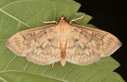 Image de Herpetogramma pertextalis Lederer 1863