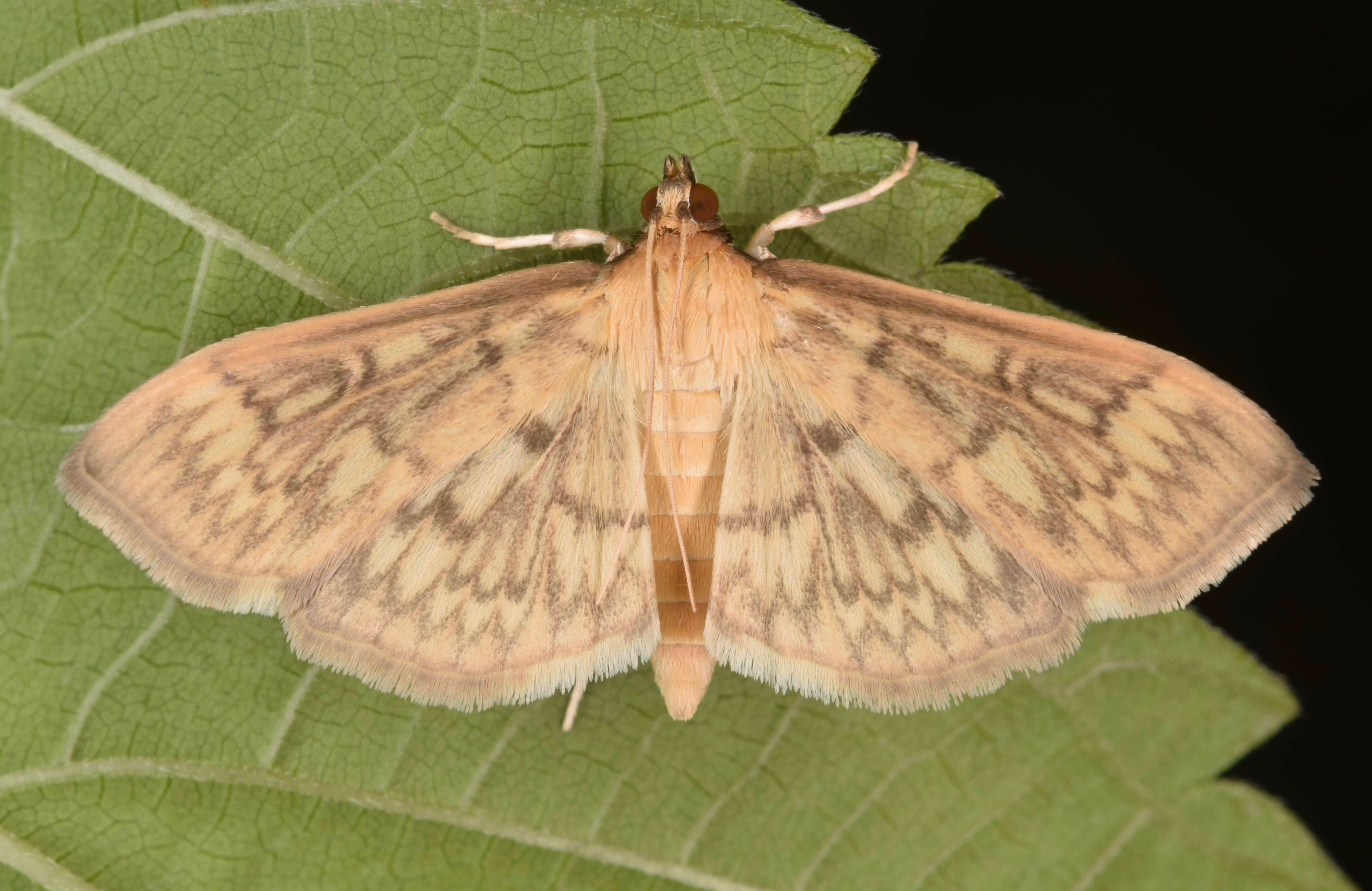 Image de Herpetogramma pertextalis Lederer 1863