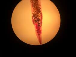 Image of Dicrocoelium dendriticum