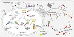 Image of Influenza A virus