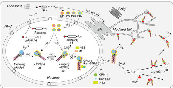 Plancia ëd Influenza A virus