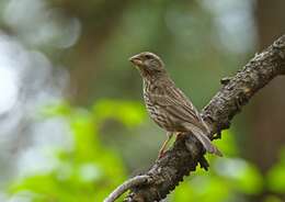 Plancia ëd Carpodacus rhodochlamys (Brandt & JF 1843)