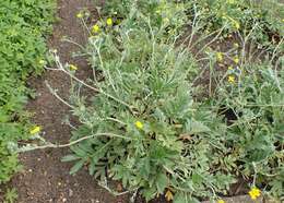 Image of woolly cinquefoil