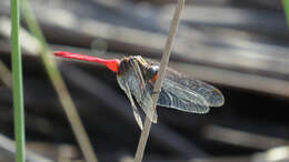 Image of Orthetrum villosovittatum (Brauer 1868)