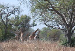 Image of Kordofan giraffe