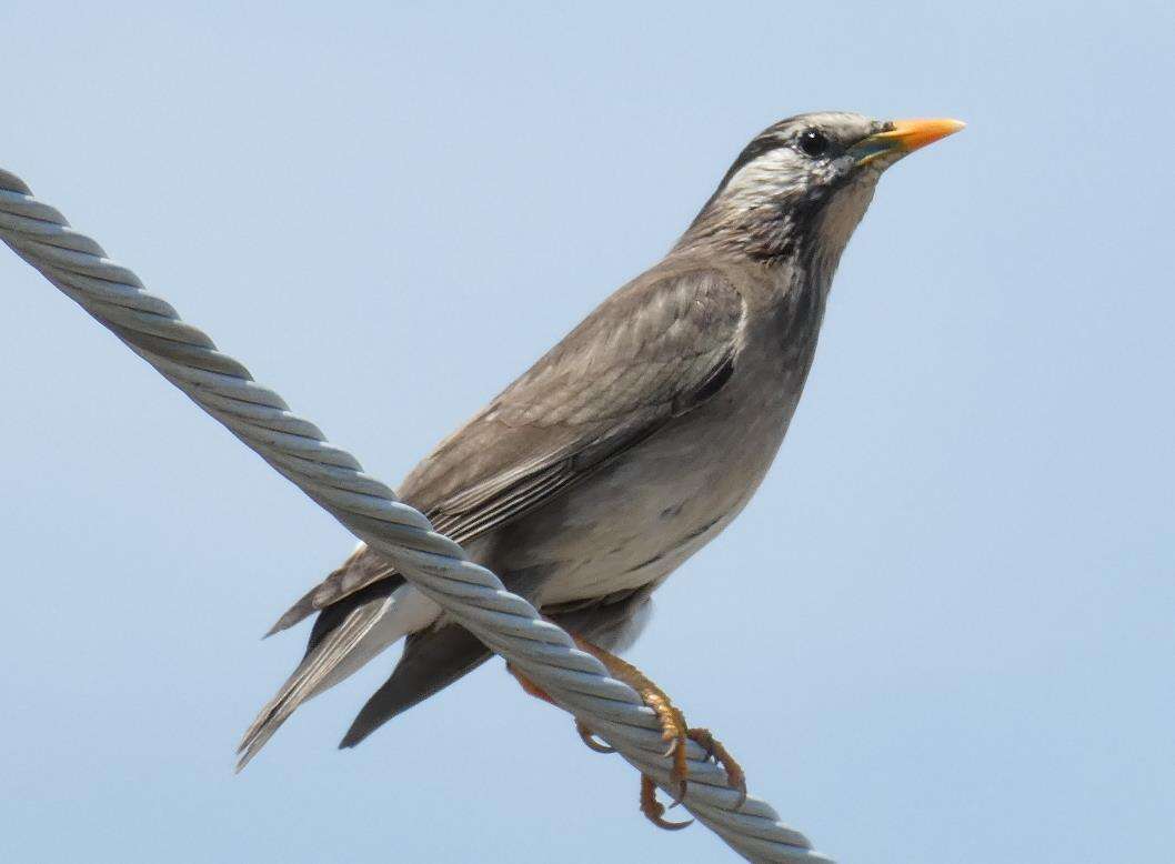 Image of White-cheeked Starling