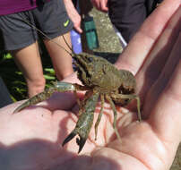 Image of Florida Crayfish