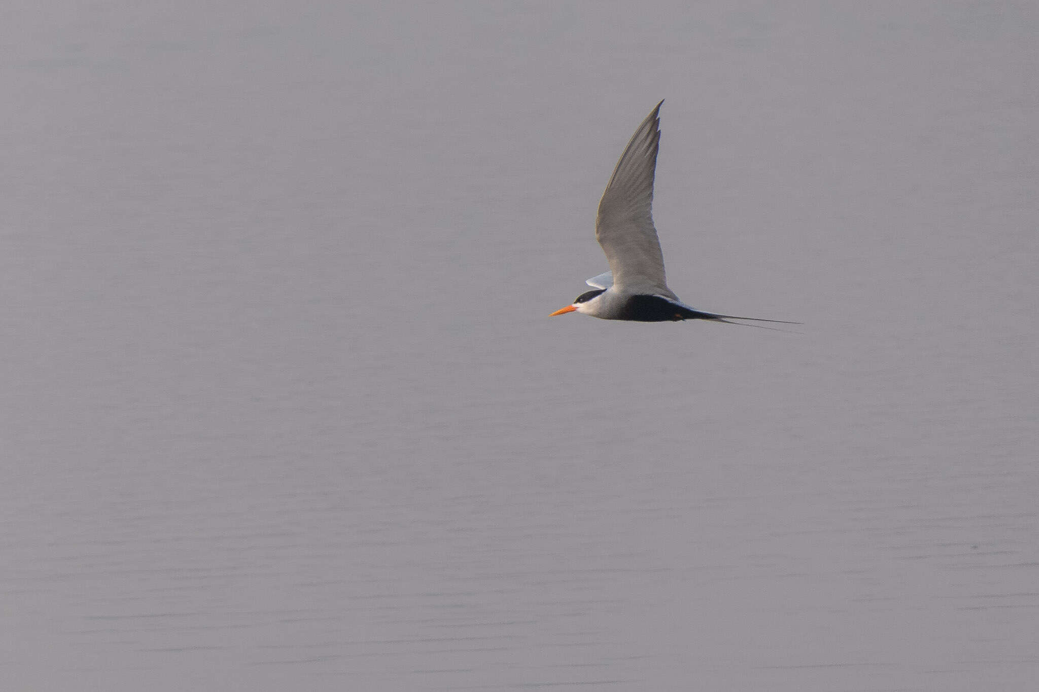 Image of Black-bellied Tern