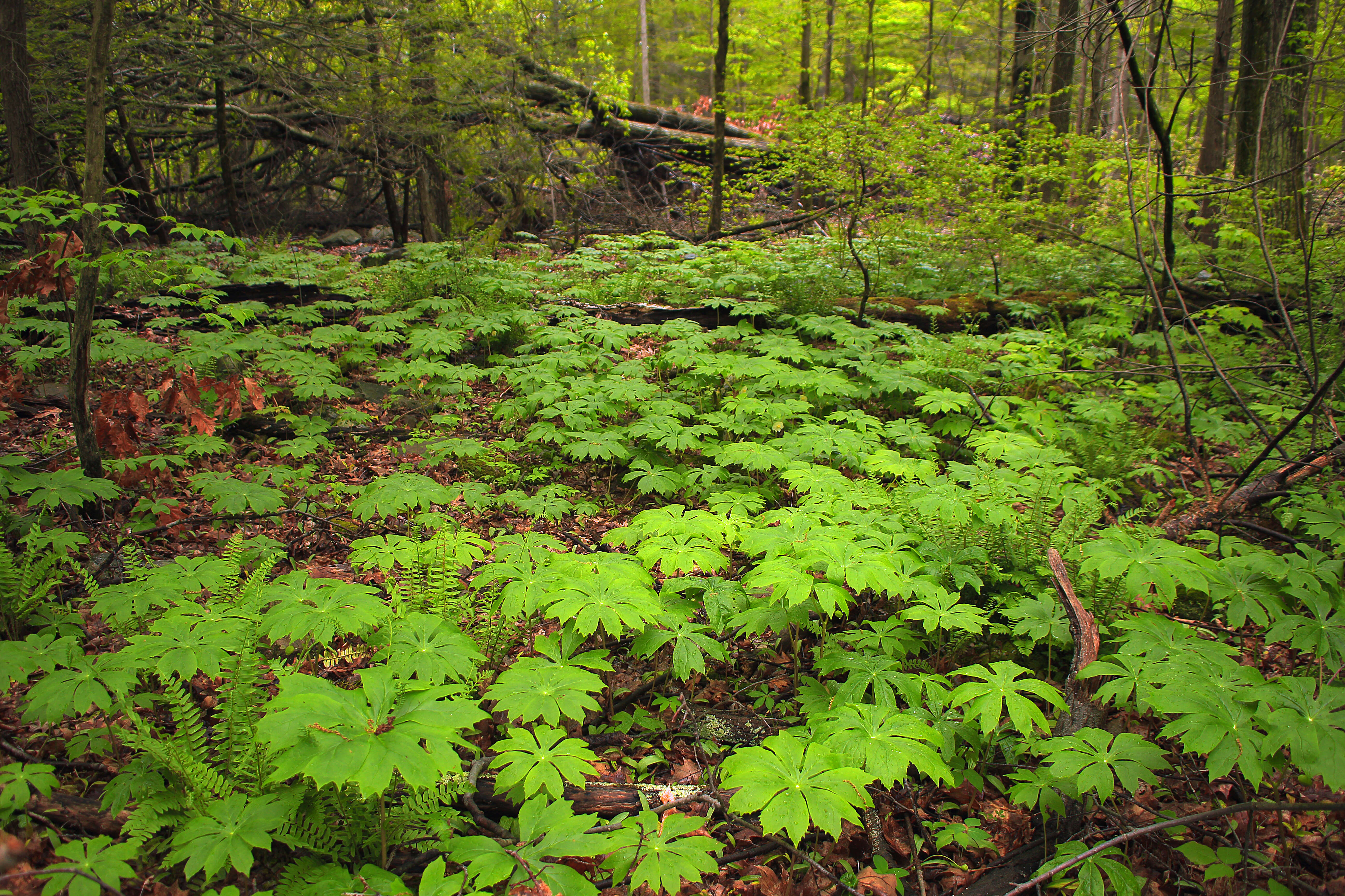 Image of mayapple