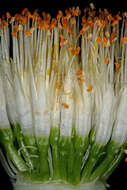 Imagem de Haemanthus albiflos Jacq.